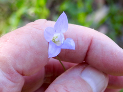 Wahlenbergia stricta stricta