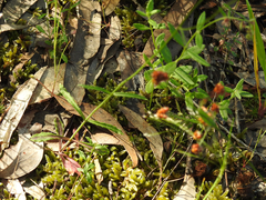 Wahlenbergia stricta stricta