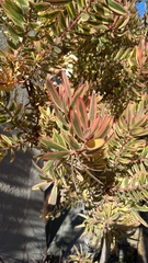 Alatosperma