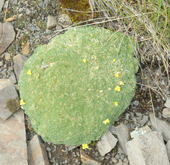 Draba rigida