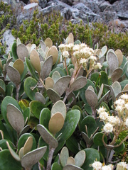 Brachyglottis bidwillii