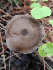 Entoloma