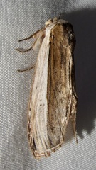 Truncaptera truncata