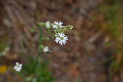Silene parryi