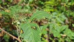 Diphucephala colaspidoides