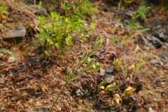 Silene parryi