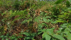 Diphucephala colaspidoides