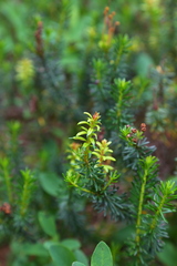 Exobasidium phyllodoces