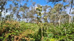 Diphucephala colaspidoides
