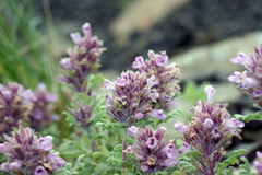 Dracocephalum botryoides