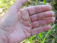 Wahlenbergia stricta stricta