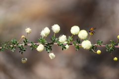 Acacia mitchellii