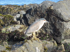 Nycticorax nycticorax
