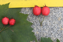 Crataegus schuettei