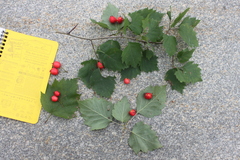 Crataegus schuettei
