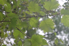 Crataegus schuettei