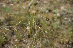 Stipa juncea
