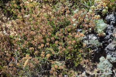 Thymus bracteatus