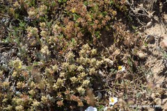 Teucrium gnaphalodes