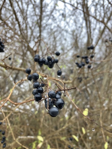 Paprastasis ligustras