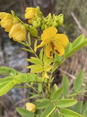 Senna chapmanii