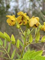 Senna chapmanii