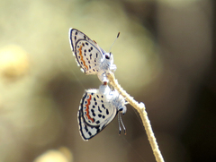 Euphilotes pallescens