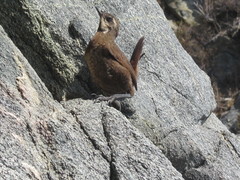 Pteroptochos megapodius