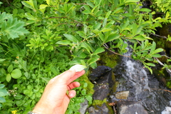 Salix commutata