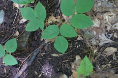 Staphylea trifolia