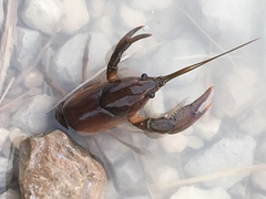 Procambarus gracilis