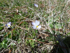Viola arvensis