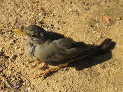 Turdus falcklandii