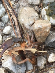 Procambarus gracilis