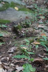 Hieracium paniculatum