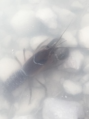 Procambarus gracilis