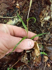 Pterostylis graminea