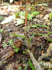 Pterostylis graminea