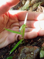 Pterostylis graminea
