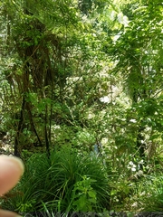 Freycinetia banksii