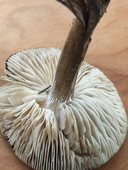 Melanoleuca polioleuca