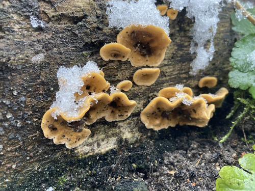 Gauruotoji plutpintė