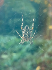 Araneus diadematus