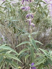 Salvia leucantha