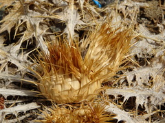 Cynara tournefortii