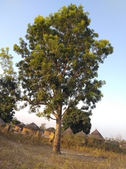 Khaya senegalensis