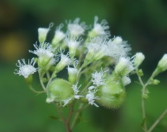 Schizomyia eupatoriflorae