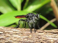 Andrenosomatini