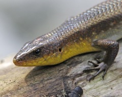 Many-Lined Sun Skink photo 4