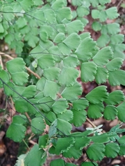 Adiantum andicola